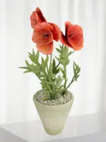 Tommy Mitchell Poppy August Birth Flower In White Terracotta Pot In Coral Red