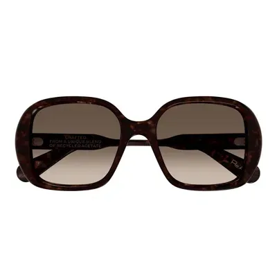 Chloé Sunglasses In Havana