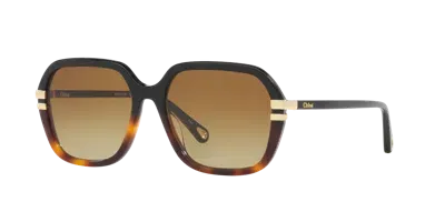 Chloé Woman Sunglass Ch0204s In Brown