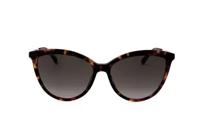 Jimmy Choo Eyewear Belinda Cat In Brown