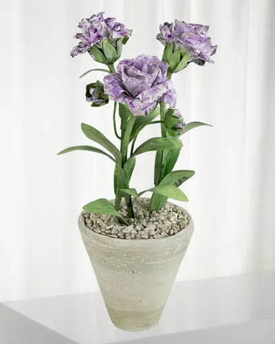 Tommy Mitchell Carnation January Birth Flower In White Terracotta Pot In Lavender