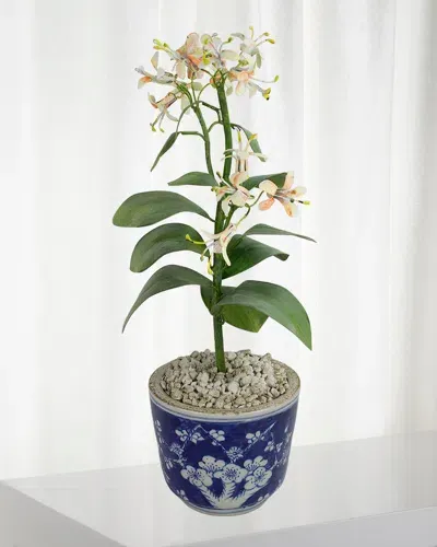 Tommy Mitchell Honeysuckle June Birth Flower In Ceramic Pot In Warm White