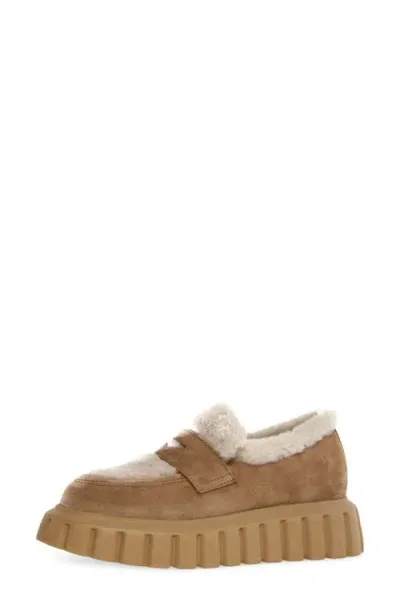 Voile Blanche Grenelle Genuine Shearling & Suede Platform Loafer In Brown