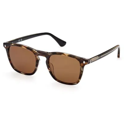 Web Eyewear Sunglasses In Brown